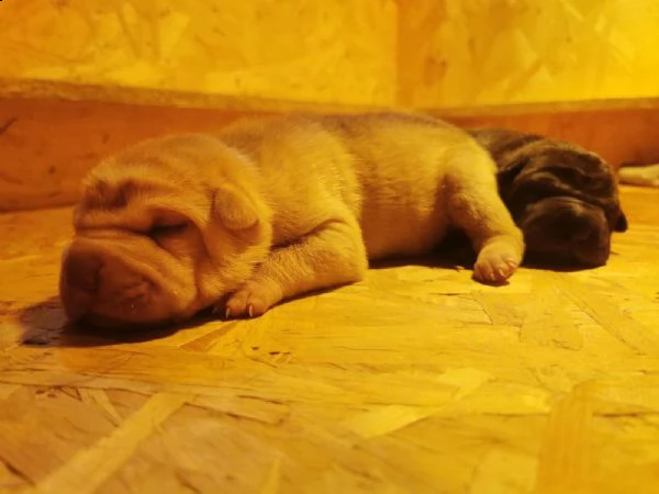 cuccioli di shar pei con pedigree selezionati per la salute e il benessere animale | Foto 4