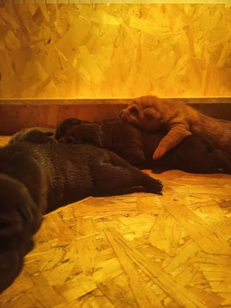cuccioli di shar pei con pedigree selezionati per la salute e il benessere animale | Foto 3