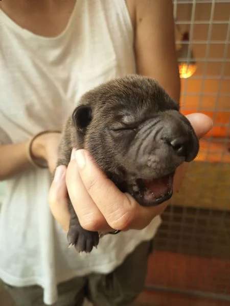 cuccioli di shar pei con pedigree selezionati per la salute e il benessere animale | Foto 2