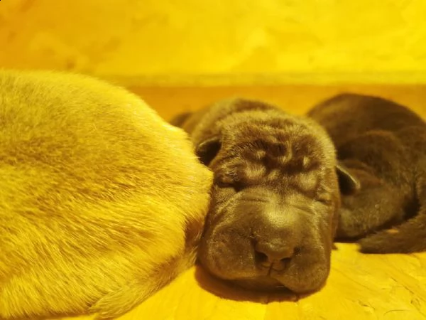 cuccioli di shar pei con pedigree selezionati per la salute e il benessere animale | Foto 1