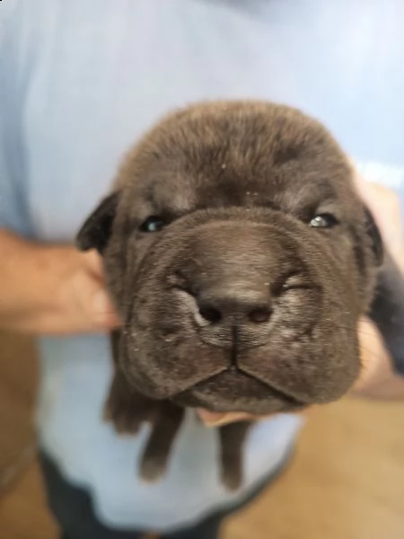cuccioli di shar pei con pedigree selezionati per la salute e il benessere animale | Foto 0