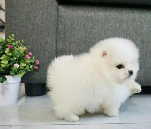 cuccioli di pomeranian in adozione