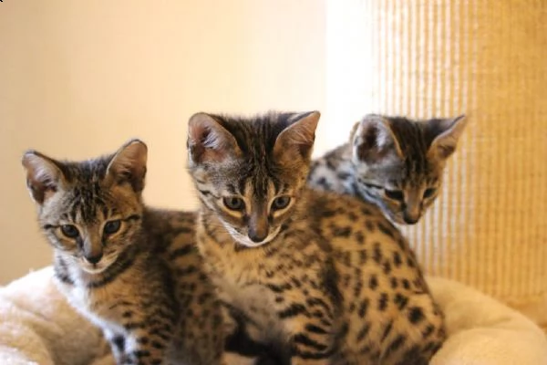 disponibili gattini savannah