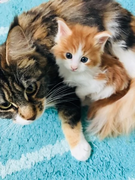 splendidi cuccioli di maine coon