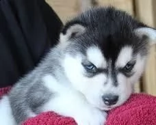 regalo vendita cucciolo cucciolo di siberian husky | Foto 1