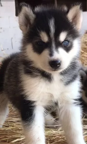 regalo vendita cucciolo cucciolo di siberian husky | Foto 0