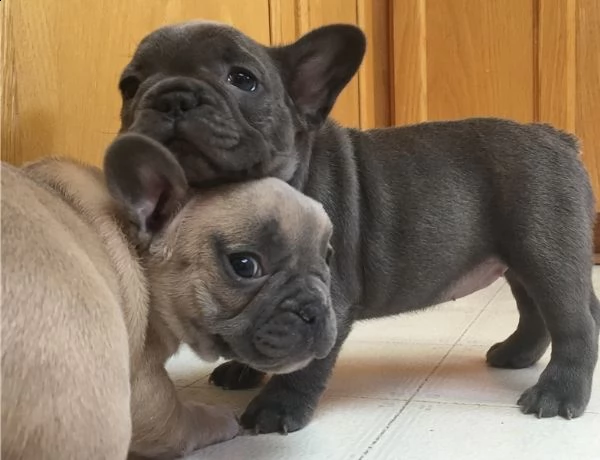 cuccioli di bouledogue francesi disponibili