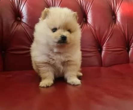 pomerania marrone e bianco gratis