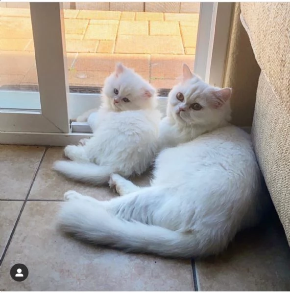 disponibili bellissimi gattini persiani mf | Foto 2