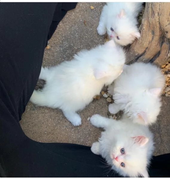disponibili bellissimi gattini persiani mf | Foto 1