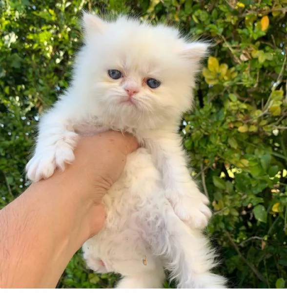 disponibili bellissimi gattini persiani mf | Foto 0