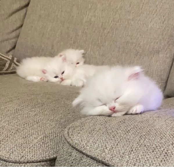 disponibili bellissimi gattini persiani mf