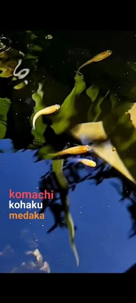 Medaka komachi kohaku puro  pesci del riso | Foto 1