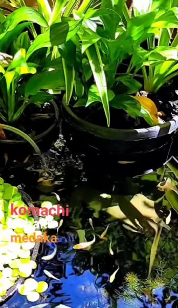 Medaka komachi kohaku puro  pesci del riso | Foto 0