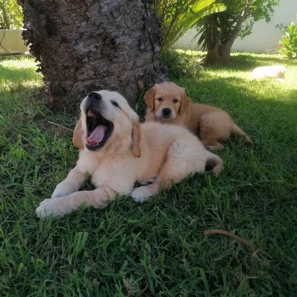 Cuccioli Golden Retriever  Prenotazioni