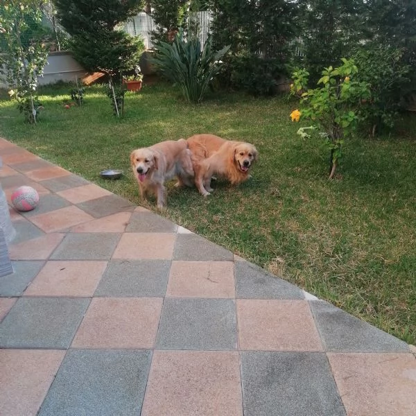 Cuccioli Golden Retriever  Prenotazioni | Foto 5