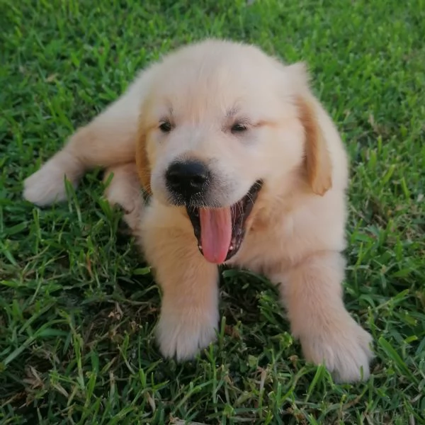 Cuccioli Golden Retriever  Prenotazioni | Foto 4
