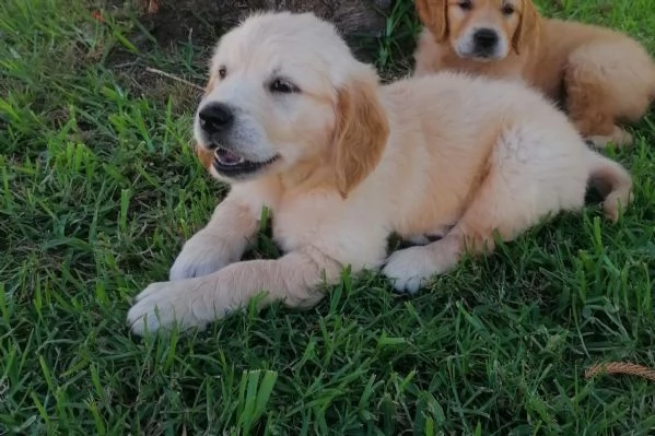 Cuccioli Golden Retriever  Prenotazioni | Foto 3