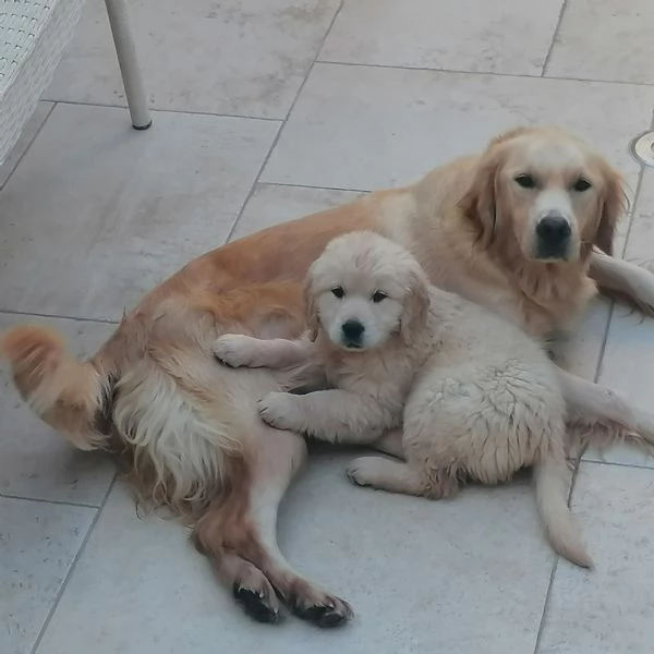 Cuccioli Golden Retriever  Prenotazioni | Foto 2