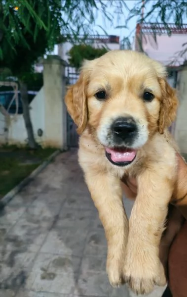 Cuccioli Golden Retriever  Prenotazioni | Foto 1