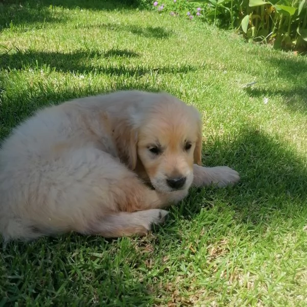 Cuccioli Golden Retriever  Prenotazioni | Foto 0