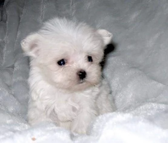 cucciolo maltese toy 