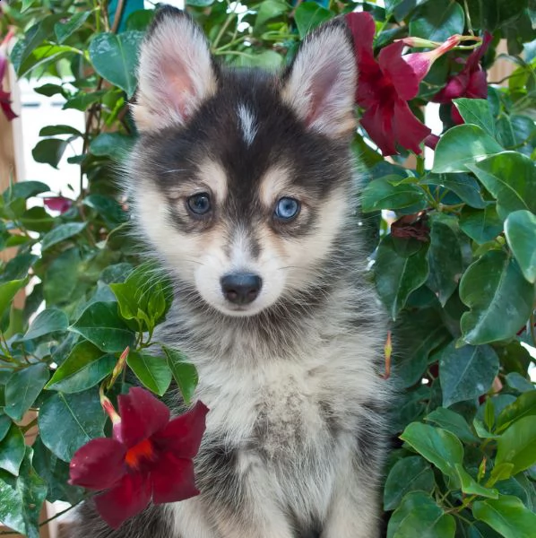 cuccioli di pomsky e husky siberiano | Foto 0