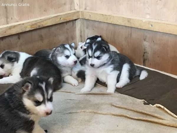 cuccioli di siberian husky occhi azzurri