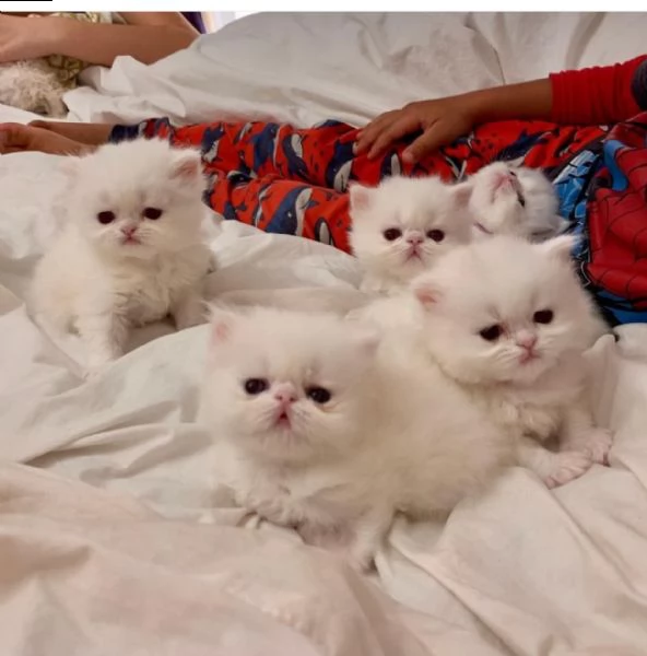 giocosi gattini persiani