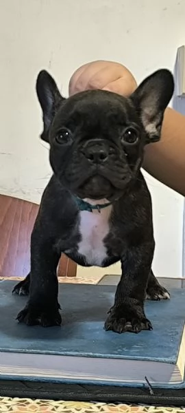 Bulldog francese 