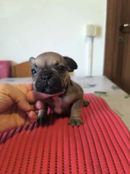 Cuccioli di bulldog francese | Foto 2