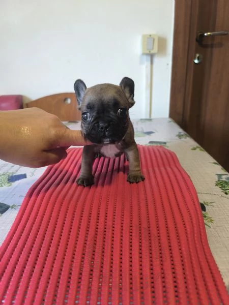 Cuccioli di bulldog francese | Foto 1