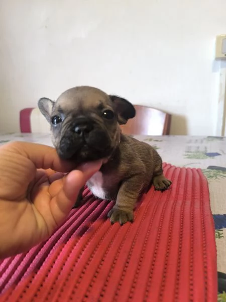 Cuccioli di bulldog francese | Foto 0