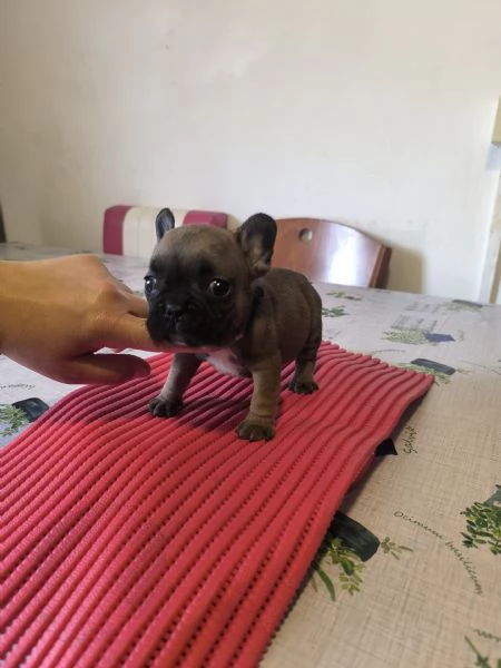 Cuccioli di bulldog francese