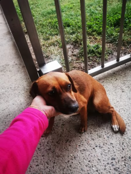 cucciola di un anno cerca casa | Foto 1
