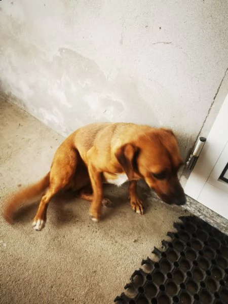 cucciola di un anno cerca casa | Foto 0