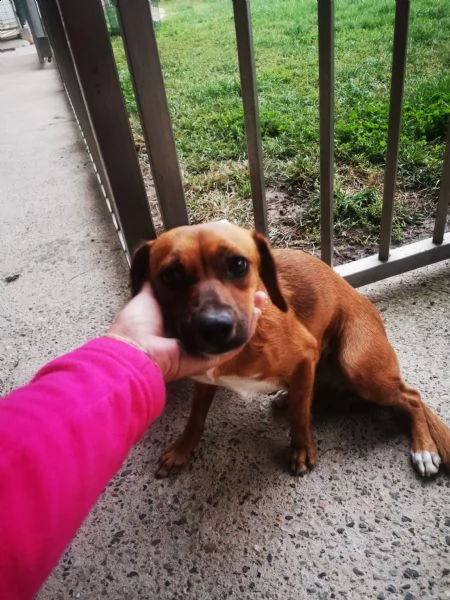 cucciola di un anno cerca casa
