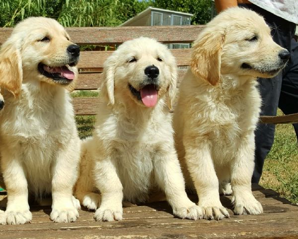 Regalo Golden Retriever da Privato a Bologna vendita cucciolo cuccioli