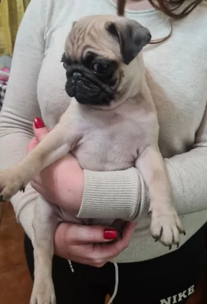 cucciolo carlino  | Foto 1