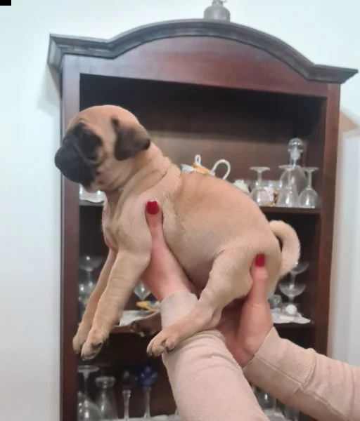 cucciolo carlino  | Foto 0
