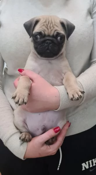 cucciolo carlino 