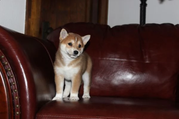 cuccioli di shiba inu maschio e femmina