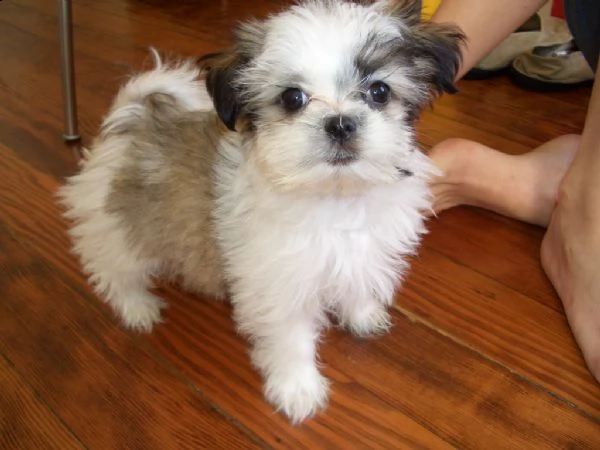 cuccioli di shih tzu con pedigree enci