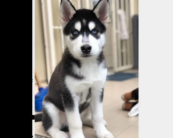 vendita cucciolo cuccioli siberian husky