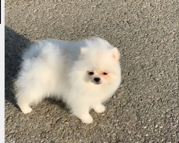 cucciolo di volpino pomerania nano maschio bianco  pelo lungo in vendita