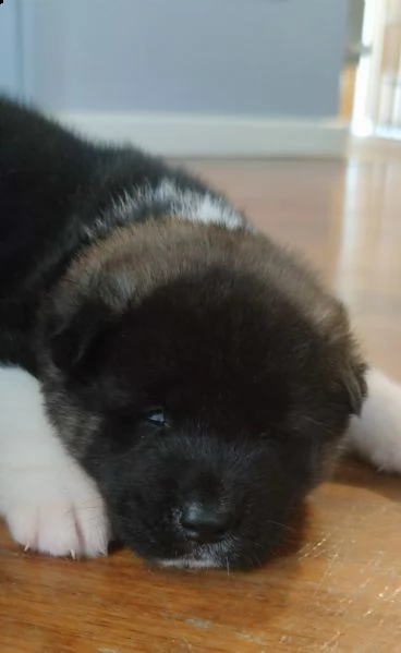 cuccioli akita americano  | Foto 4