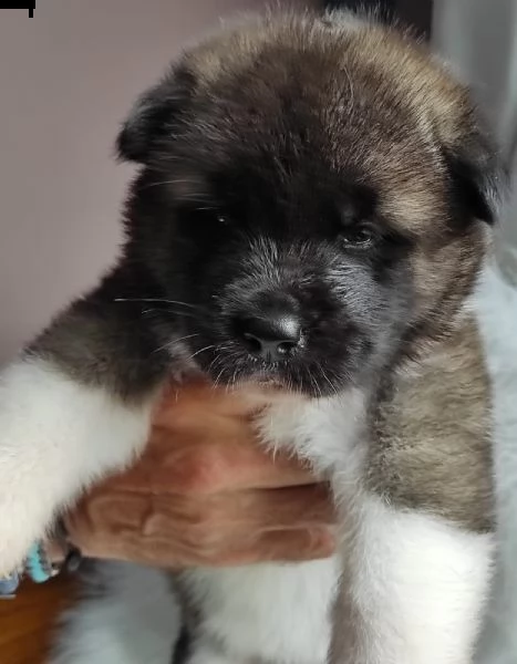 cuccioli akita americano 
