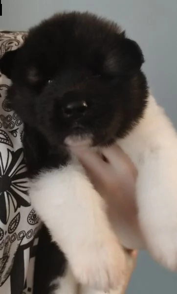 cuccioli akita americano  | Foto 3