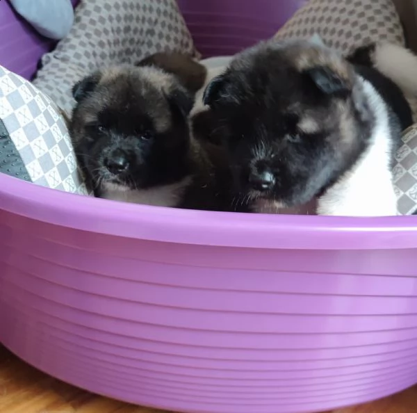 cuccioli akita americano  | Foto 1