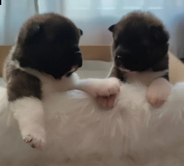 cuccioli akita americano  | Foto 0